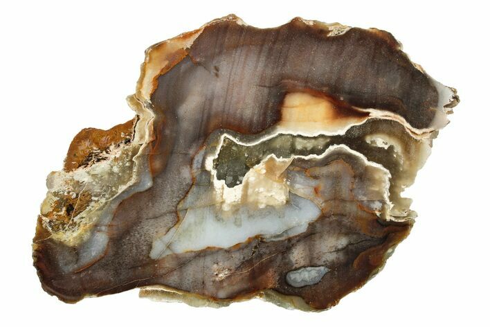 Colorful, Agate Replaced Petrified Palmwood Slab #250948